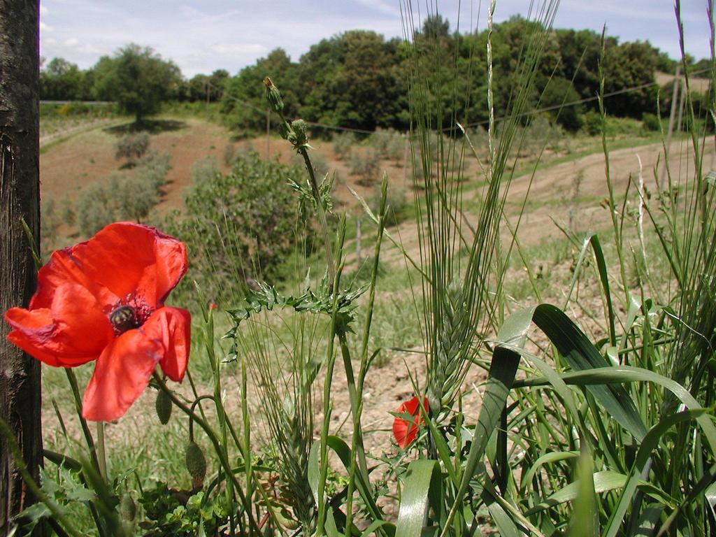 Casa Guaitoli Βίλα Bagni Di Petriolo Εξωτερικό φωτογραφία